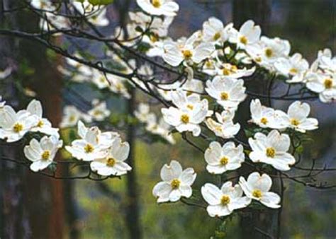 In the springtime, dogwood trees burst into full blooms blanketing the woodlands. Flowering Dogwood | Department of Horticulture