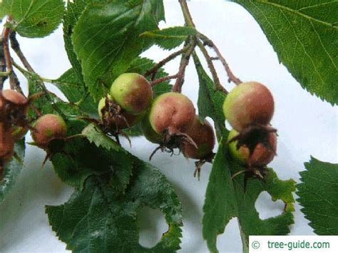 Indian hawthorn (rhaphiolepis indica) is also relatively similar to the cotoneasters (cotoneaster spp.), the firethorns (pyracantha spp.) and the hawthorns (crataegus spp.). Cockspur Hawthorn | Crataegus crus-galli