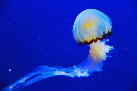 Ocean Jellyfish Blue Fish Invertebrate Image Free Photo