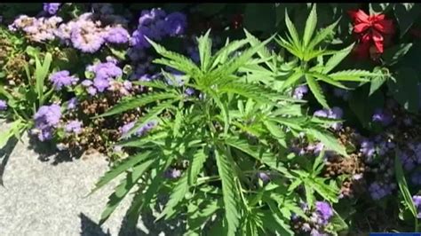 More Than 30 Cannabis Plants Found Growing In Flower Beds