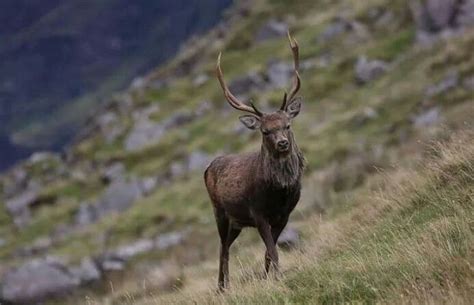 Sika Deer Ireland Deer Mammals Animals