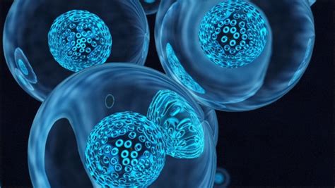 Riproduzione Cellulare Asessuata La Mitosi Scienza Facile