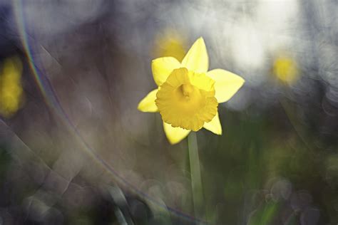 4k Daffodils Closeup Yellow Hd Wallpaper Rare Gallery