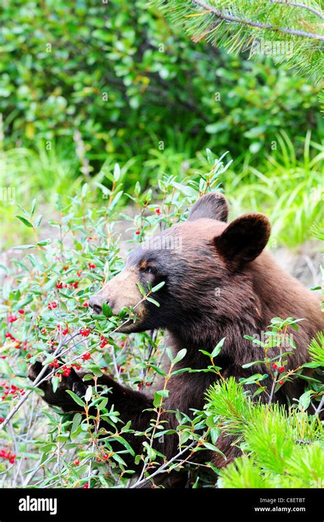 Black Bears Eating Berries