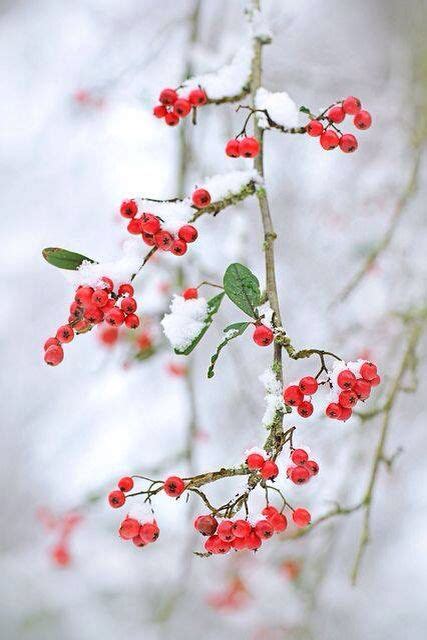 Berries In Snow Winter Magic Winter Love Winter Wonder