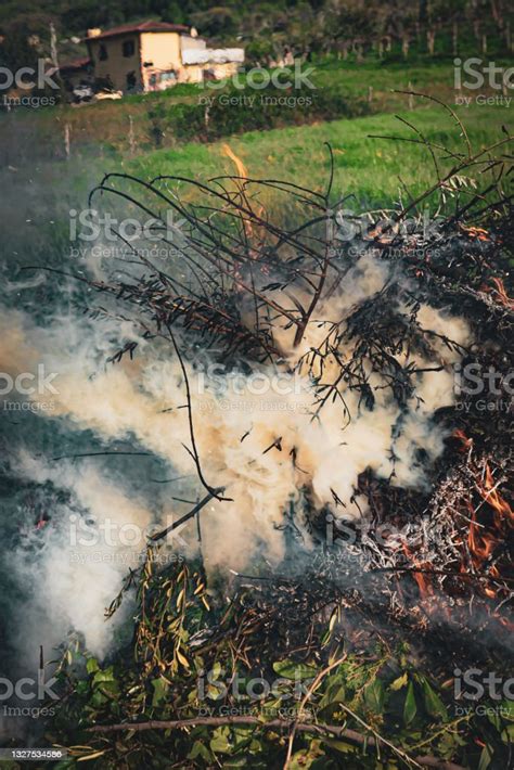 Pile Of Dry Tree Branches Fallen Leaves And Cut Grass Burning In