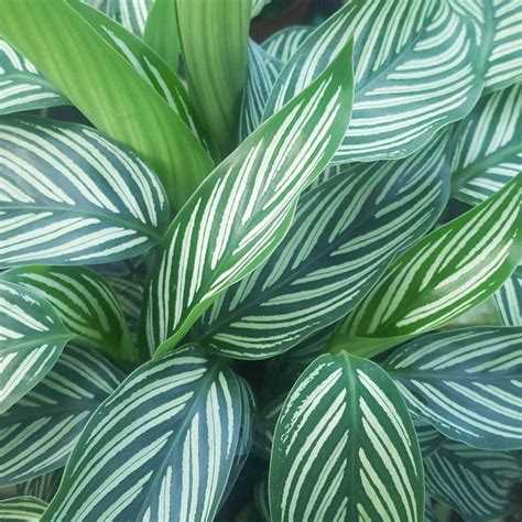 10 Hardy Indoor Plants You Probably Cant Kill Readers Digest Canada
