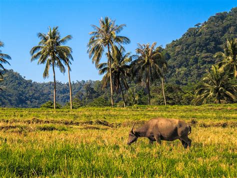 Carabao Grazing In Rice Field A Photo On Flickriver