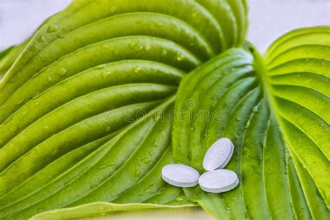 White Pills On Green Fresh Leaves Stock Image Image Of Dose Pills
