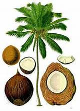 Photos of Coconut Oil Benefits