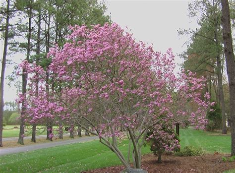 Lady Ann Magnolia One Of My Many Favorite Trees Planted This Almost Years Ago Lady Ann