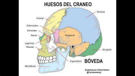 Huesos Del Cráneo Bóveda AnatomÍa Para Todos Youtube