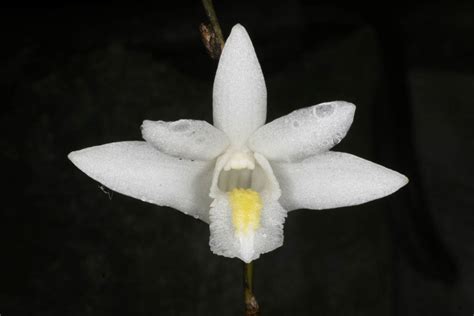 Dendrobium Crumenatum Orchidaceae