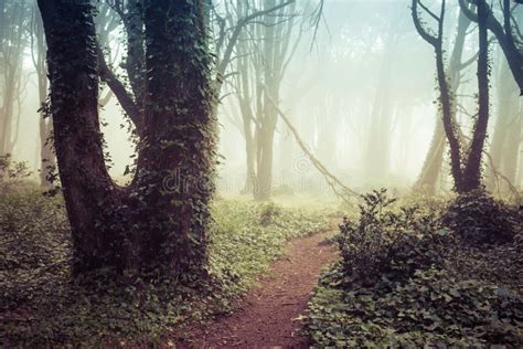 Beautiful Forest In A Summer Morning Scenery With Path In Dreamy Foggy