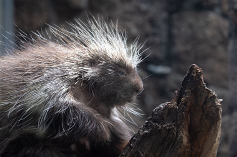The Prickly Truth Behind A Porcupines Quills A Moment Of Science