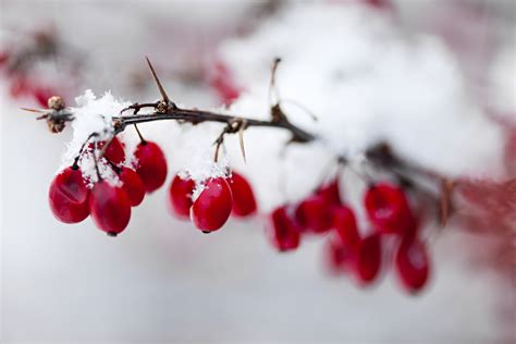 Red Winter Berries Under Snow De Korenbloem