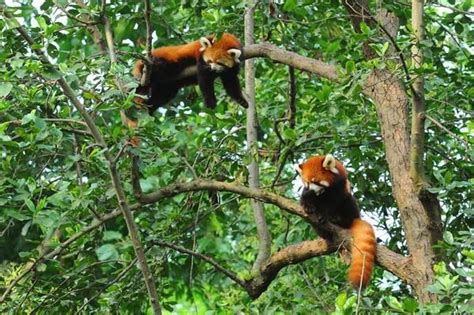 Adorable Red Pandas Fun Facts And Habitat