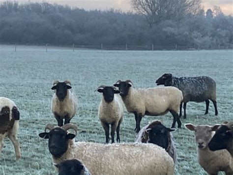 Norfolk Horn Sheep Edfords Care Farm Edfords Care Farm