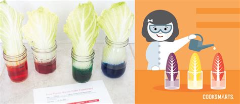 Learn how to store it and how to make it concentrated. How Do Plants Absorb Water? | Cook Smarts