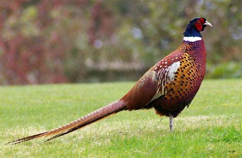 Ringneck Pheasant Facts Habitat Diet Life Cycle Baby Pictures