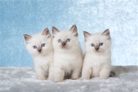 Ragdoll Cat Breed Facts Highlights And Buying Advice