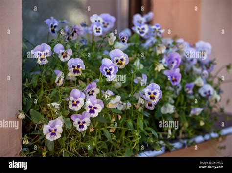 Flower Box With Lilac Pansies Garden On The Windowsill Stock Photo Alamy