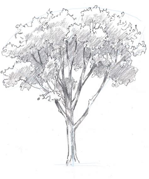 Maybe you would like to learn more about one of these? How to draw trees: Oaks | Tree drawing, Tree drawings ...