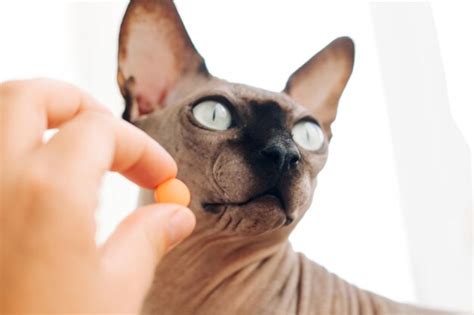 Premium Photo Man Giving A Pill To A Hairless Sphynx Cat