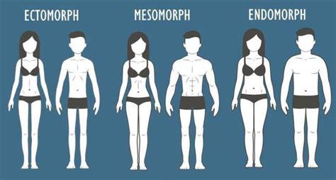 El Somatotipo Ectomorfo Mesomorfo Y Endomorfo Skeptical Dragoon