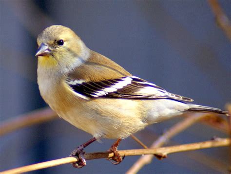 Se Texas Birding And Wildlife Watching Winter Bird Quiz