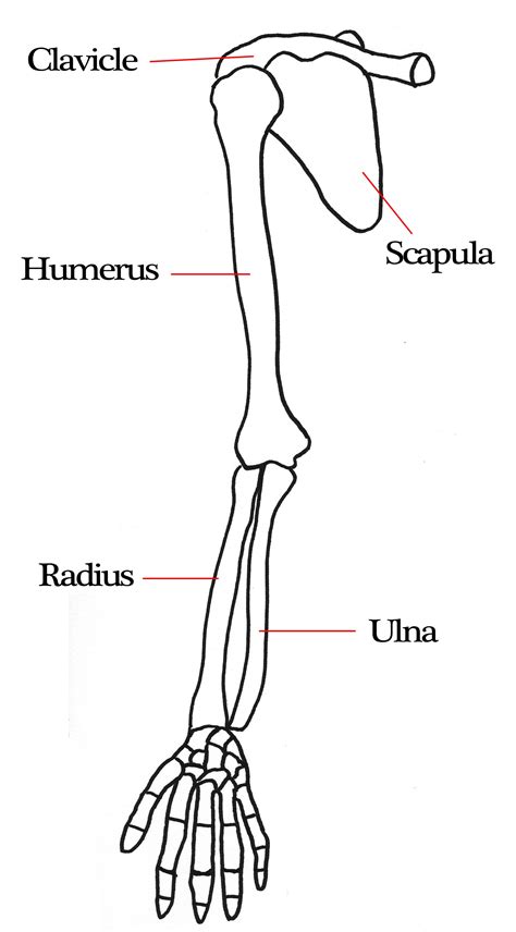 Muscle of the arm along the radius bone. Human Anatomy Body - Human Anatomy for Muscle ...