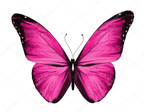 Mariposa rosa, aislado sobre fondo blanco | Mariposa rosa, Mariposa ...