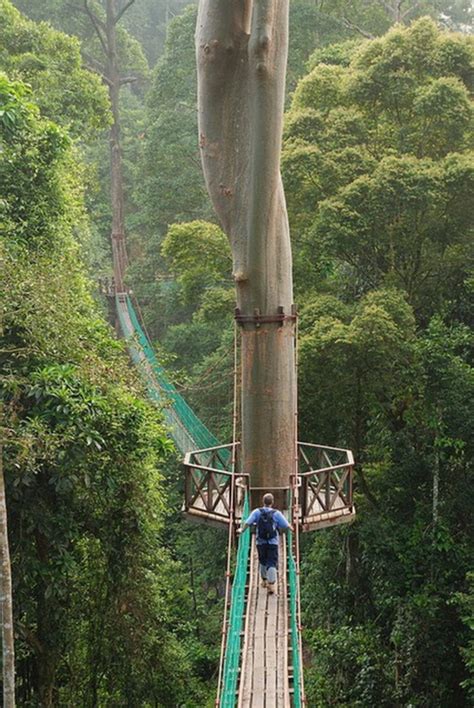 Hidden Unseen Top 10 Amazing Treetop Walkways In The World