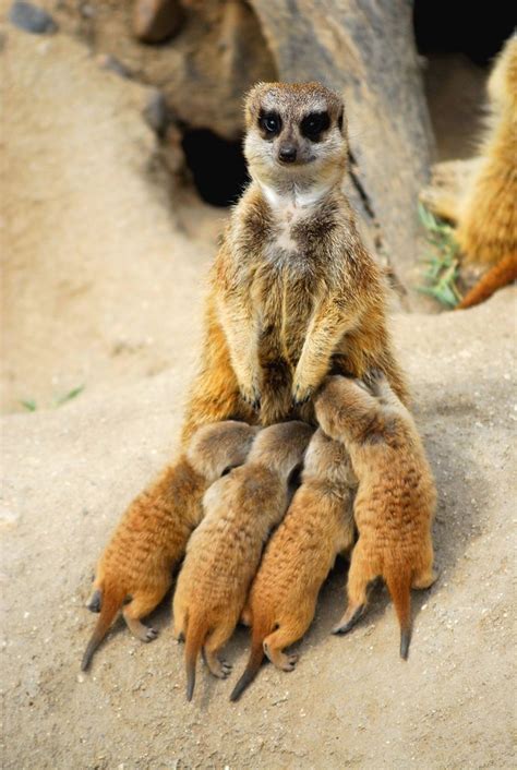 Meerkat Stokstaartje Meerkat Animals Animal Kingdom