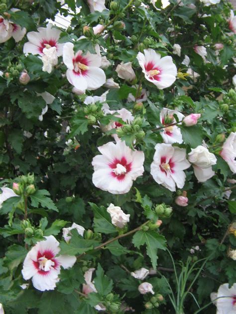 In A New York Minute Rose Of Sharon