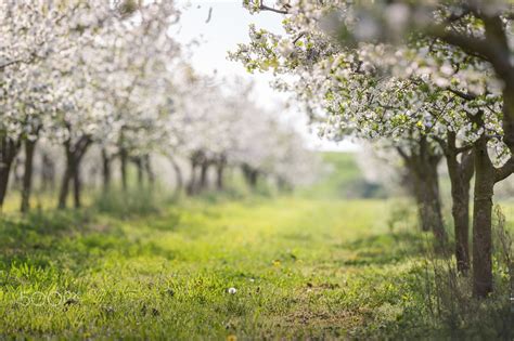 Blooming cherry orchard | Cherry orchard, Orchard, Bloom
