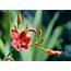 Exotic Flowers Pictures  HD Desktop Wallpapers 4k
