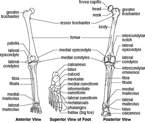 Lower Limb Bones Anatomy Quiz Pelvic Girdle Pearson Labeling