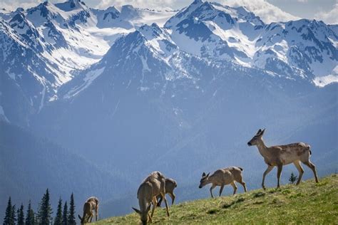 Explore Olympic National Park From Seattle Through Van Ferry From 285