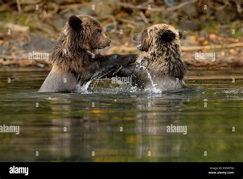 Grizzly Bear Ursus Arctos First Year Cubs Play Fighting At A Salmon