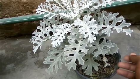 How To Grow Silver Millar Plant Silver Dust Plant Care And Tips