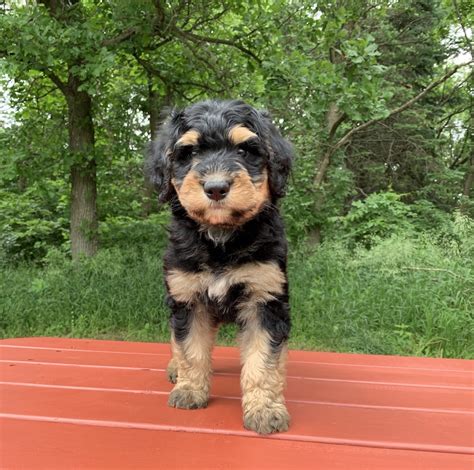 Devoted mini bernedoodle or miniature berenedoodle puppies are an f1 hybrid between a toy, mini, or standard poodle and bernese mountain dog which varies the puppy's genetic inheritance, making them healthier. Bernedoodle Puppies for Sale,Tri Color & Mini Bernedoodle ...