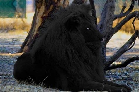 Exposing Yet Another Fake Black Lion Photograph Where Monsters Dwell