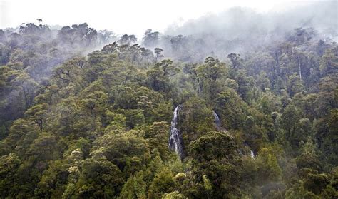 Ecorregión Bosque Valdiviano Valdivian Temperate Rain Forest Chile