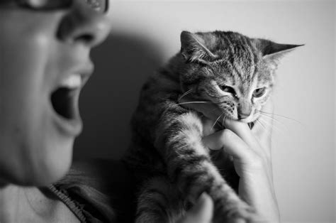 Why Do Cats Bite Humans Pet Nurture