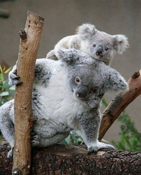 Koalas Cutest Paw Cute Animals Koala Koala Bear