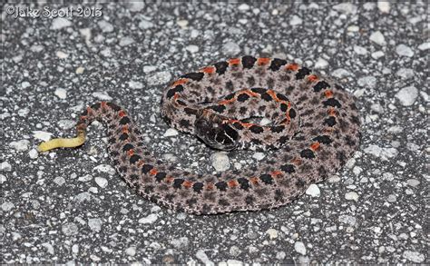 Dusky Pygmy Rattlesnake Sistrurus Miliarius Barbouri Flickr