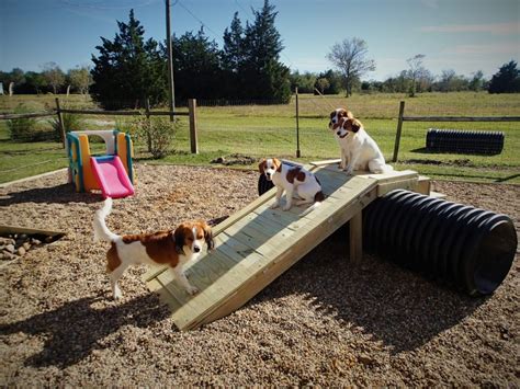 New Puppy Play Yard Waterbound Kooikerhondje