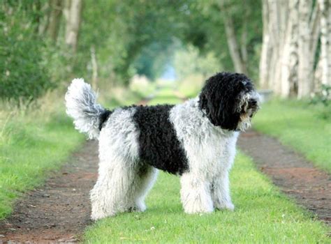 Barbet French Water Dog Water Dog Breeds American Water Spaniel