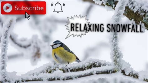 Relaxing Snowfall Snowstorm Breeze For Sleep And Relaxation Youtube
